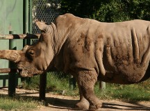 В Америке умер последний на планете самец северного белого носорога: остался южный белый носорог