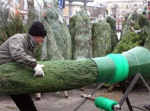Москвичи, задержанные за похищение елок, признались: хотели создать себе новогоднее настроение