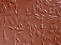 Из клеток кожи мужчины получили женские яйцеклетки