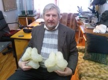 Ученые создали 3D-модель мозга мамонта Юки