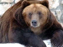 Медведь-шатун, на которого охотились машинисты тепловоза, оказался рецидивистом
