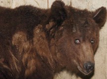 Дави его! — Норильские металлурги сбили медведя, гоняясь за ним на тепловозе  (ВИДЕО)