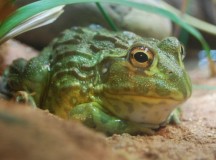 Вести Экономика ― 10 самых опасных продуктов питания в мире
